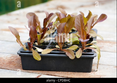 Lactuca Sativa 'Brune d ' Hiver", Erbstück Salat Sämlinge Stockfoto