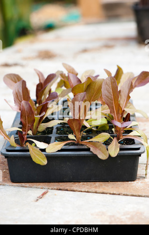 Lactuca Sativa 'Brune d ' Hiver", Erbstück Salat Sämlinge Stockfoto