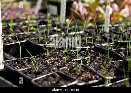 Lauch 'Roxton' F1 Sämlinge, Allium Ampeloprasum var. porrum Stockfoto