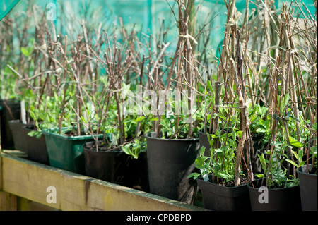 Young Sweet Pea Pflanzen, Lathyrus man "Wilden italienischen" Stockfoto