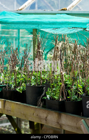 Young Sweet Pea Pflanzen, Lathyrus man "Wilden italienischen" Stockfoto