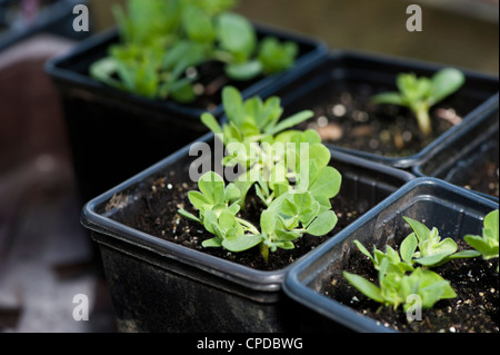 Lotus Tetragonolobus, Spargel Erbse Sämlinge Stockfoto