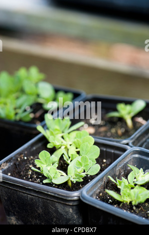 Lotus Tetragonolobus, Spargel Erbse Sämlinge Stockfoto