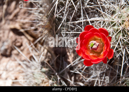 Kaktus rote Blüte Igel Stockfoto