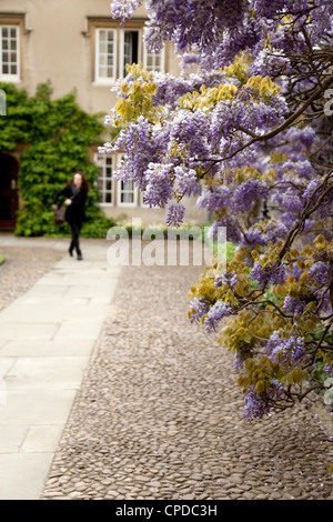 Cambridge Universitätsstudent in Sidney Sussex College in Cambridge UK Stockfoto