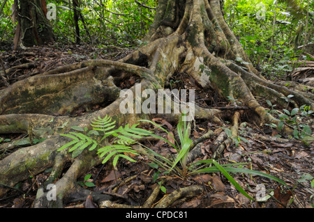 Lange Wurzeln und eine Mimose sp Pflanzen, Tieflandregenwald, Nationalpark Tortuguero, Costa Rica Stockfoto