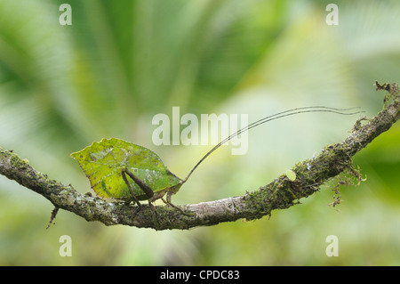 Blatt-Mimic Grashuepfer, Nationalpark Tortuguero, costarica Stockfoto