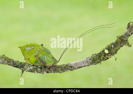 Blatt-Mimic Grashuepfer, Tortuguero Nationalpark, CR Stockfoto