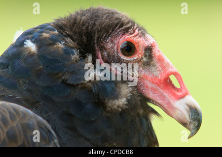 Türkei-Geier (Cathartes Aura), auch bekannt als ein Bussard, Stockfoto