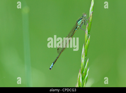 Östliche Widłogon Damselfly (Ischnura Verticalis) ruht auf einem Grashalm. Stockfoto