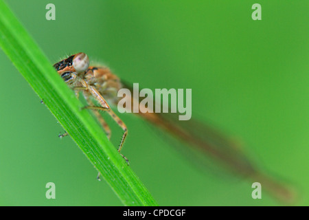 Östliche Widłogon Damselfly (Ischnura Verticalis) ruht auf einem Grashalm. Stockfoto