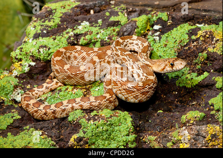 Gopher Snake Pituophis Catenifer Tucson, Arizona, Vereinigte Staaten 15 kann Juvenile Colubridae Stockfoto