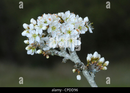 Blackthorn Blüte (Prunus Spinosa) auf der Halbinsel Gower, South Wales Stockfoto