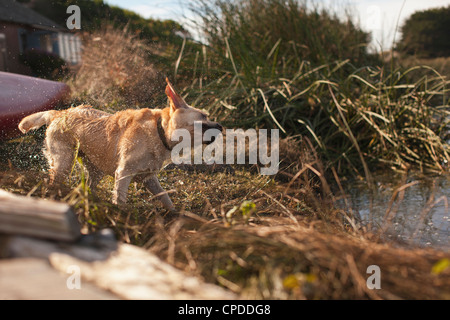 Labrador, schütteln sich trocken Stockfoto