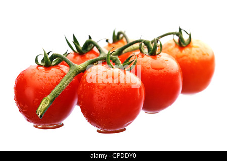 Nassen Kirschtomaten am Rebstock isoliert Stockfoto