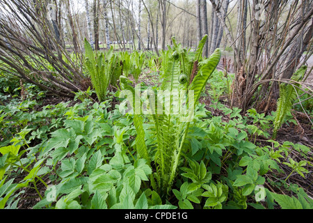 Matteuccia Struthiopteris, Strauß Farn, Federball Farn Stockfoto