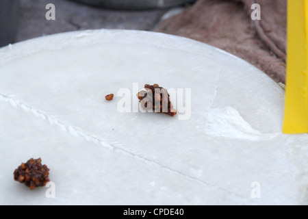 Thai Kaufmann kochen Thai Vorspeise, KHAO KREAB PAK MOR Stockfoto