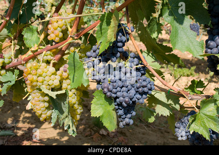 Rote und weiße Trauben wachsen in einem Weinberg in der Nähe von Montalcino, Toskana, Italien, Europa Stockfoto