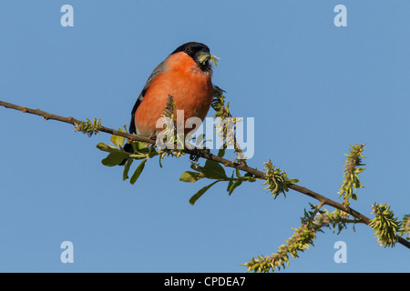 Gimpel Pyrrhula Pyrrhula (Fringillidae) Fütterung Stockfoto