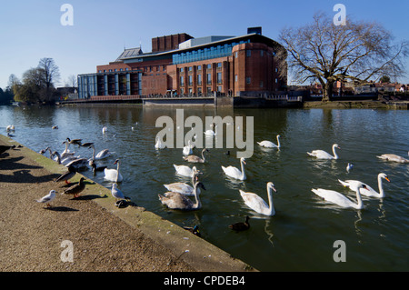 Theater und Schwäne am Fluss Avon, Stratford-upon-Avon, Warwickshire, England, Vereinigtes Königreich, Europa Stockfoto