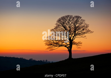 Einsamer Baum leer der Blätter im Winter bei Sonnenuntergang in die Kakerlaken in der Nähe von Lauch, Staffordshire, England, Vereinigtes Königreich, Europa Stockfoto