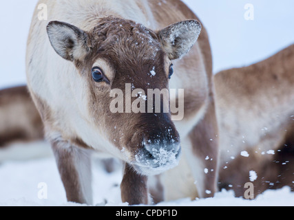 Junge Rentiere (Rangifer Tarandus) Weiden, Kvaloya Insel, Troms, Nord-Norwegen, Skandinavien, Europa Stockfoto