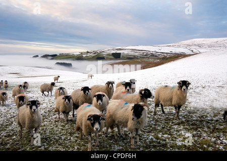 Schafe warten im Winter gefüttert werden niedrigere Pennines, Cumbria, England, Vereinigtes Königreich, Europa Stockfoto