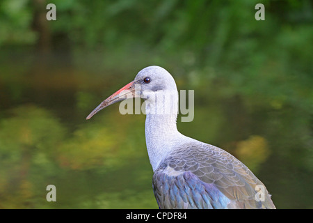 Hadeda oder Hadada Ibis, (Bostrychia Hagedash) im Kirstenbosch National Botanical Gardens, Cape Town. Stockfoto