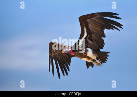 Ohrengeier-faced Vulture im Flug; Torgos Tracheliotus; Südafrika Stockfoto