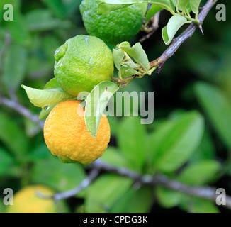 Zitronen (Citrus limon) Reifen auf einem Baum im Garten des Weingut Boschendal in Franschhoek. Stockfoto