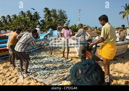 Fischer mit Fisch in Netzen auf dieser beliebten Surfstrand schwer getroffen von dem Tsunami 2004, Arugam Bay, Eastern Province, Sri Lanka Stockfoto