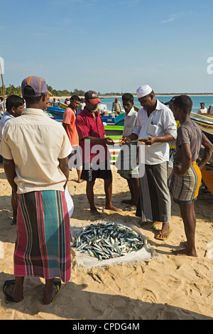 Verhandlung über den Preis von frisch gefangenen Fisch auf dieser beliebten beschäftigt Surfstrand, Arugam Bay, Eastern Province, Sri Lanka, Asien Stockfoto