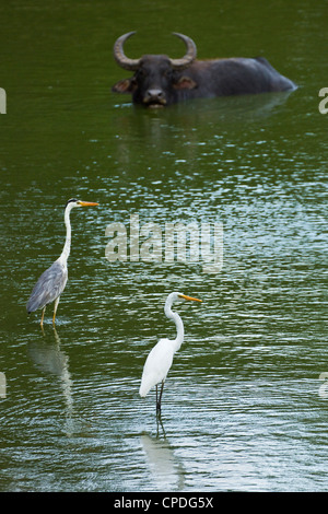 Silberreiher, Graureiher und Büffel in einem Teich im Kumana Nationalpark, ehemals Yala East, Kumana, Eastern Province, Sri Lanka Stockfoto