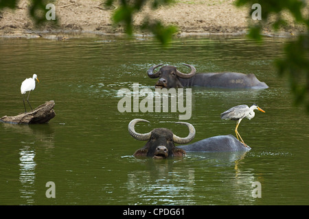 Silberreiher, Graureiher und Büffel in einem Teich im Kumana Nationalpark, ehemals Yala East, Kumana, Eastern Province, Sri Lanka Stockfoto