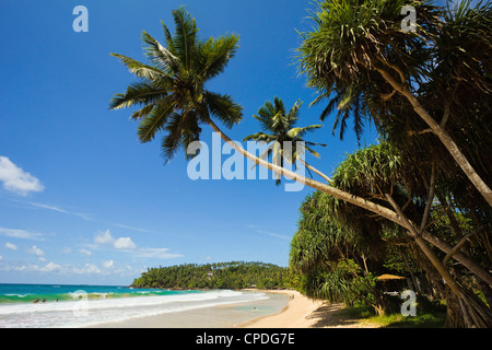 Palmen und Westpunkt der Südküste Whale Watch Surf Beach in Mirissa, in der Nähe von Matara, südlichen Provinz, Sri Lanka, Asien Stockfoto