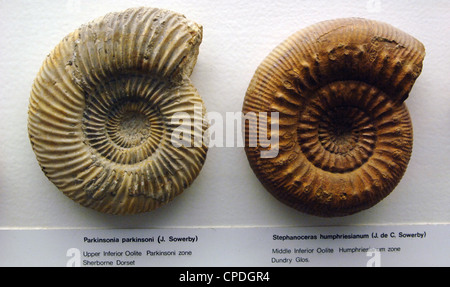 Ammoniten. Parkinsonia Parkinsoni (links) und Stephanoceras Humphriesianum (rechts). Stockfoto