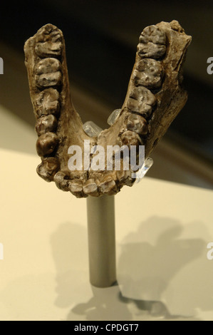 Kiefer des Australopithecus Anamensis. Pliozän. Das Hotel liegt in Kanapoi, Kenia. Natural History Museum. London. Vereinigtes Königreich. Stockfoto