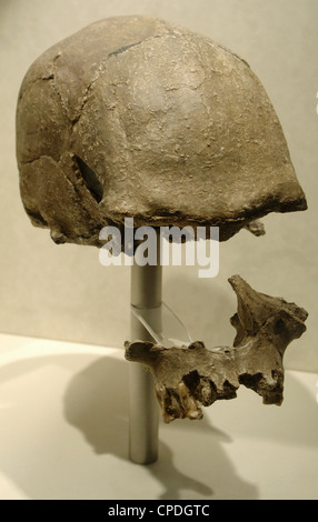 Schädel von Homo Sapiens wahrscheinlich. Aus Laetoli. Tansania. Natural History Museum. London. Vereinigtes Königreich. Stockfoto