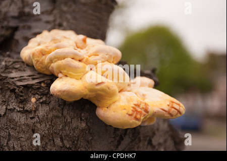 Laetiporus Sulphureus, Schwefel Regal Pilz wächst auf Kampferlorbeer Stockfoto