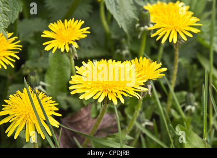 Löwenzahn Stockfoto