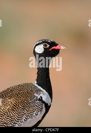 Close-up Portrait von einem nördlichen schwarz Korhaan; Eupodotis Afraoides; Südafrika Stockfoto