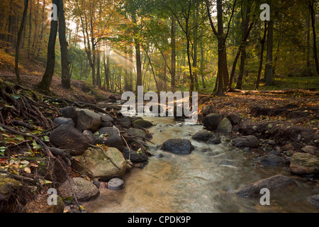 Mary Spring River im Wald in Gdynia, Nordpolen. Stockfoto