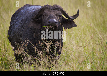 Kaffernbüffel Syncerus Caffer Mikumi Nationalpark. Tansania Afrika. Stockfoto