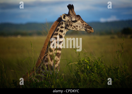 Giraffe Giraffa Plancius im Mikumi Game Reserve. Südlichen Tansania. Afrika Stockfoto