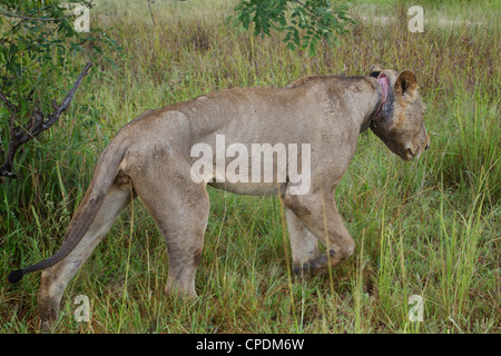 Afrikanische Löwe Panthera Leo mit einem Wilderer Snare Draht eingebettet in Hals im Mikumi Game Reserve. Südlichen Tansania. Stockfoto