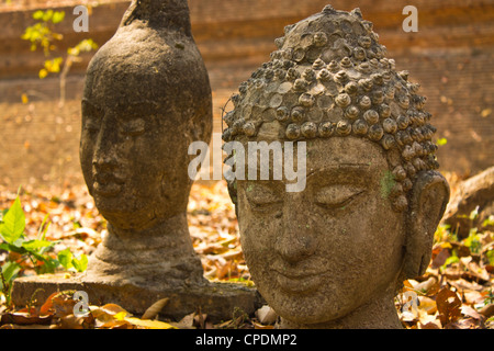 Buddha-Kopf im Wat Tempel Chiangmai Stockfoto