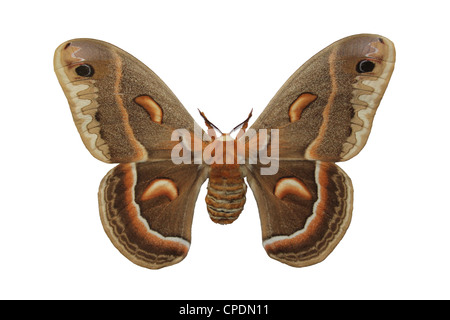 Robin Moth oder Cecropia Motte Hyalophora cecropia Stockfoto
