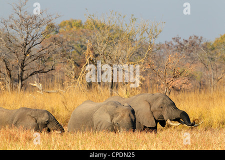 Afrikanischer Elefant (Loxodonta Africana) in Mumbuluma, Kafue Nationalpark, südliche Provinz, Sambia Stockfoto