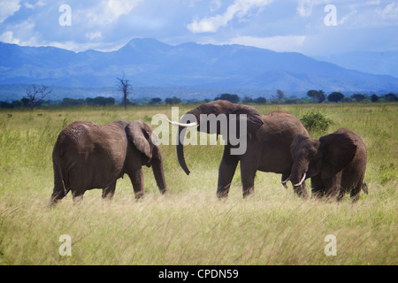 Afrikanischer Elefant Loxodonta Africana Familie Gruß einander. Mikumi Nationalpark. Tansania Afrika. Stockfoto