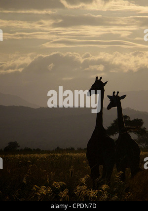 Giraffe Giraffa Plancius im Mikumi Game Reserve. Südlichen Tansania. Afrika Stockfoto